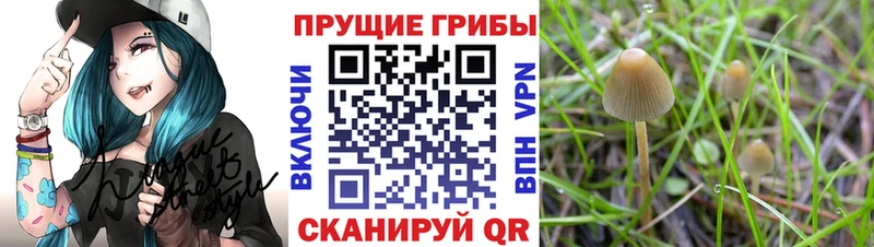 Псилоцибиновые грибы мицелий  площадка состав  Таштагол  наркота 